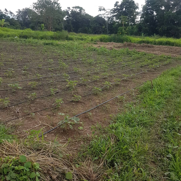 Installed drip lines irrigation system driven by the borehole