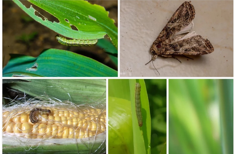 Malawi reviews biosafety applications for field trials of insect-resistant and herbicide-tolerant GM maize 