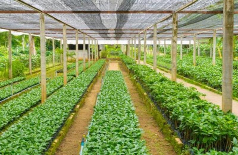 Making African Agriculture More Attractive For Investors